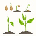 Plant evolution life cycle growth phases