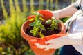 Plant. Female& x27;s gloved hands hold a pot of seedlings. Top view, close-up. The concept of planting and gardening Royalty Free Stock Photo