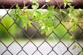 Plant on fence