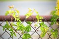 Plant on fence
