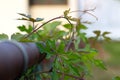 Plant on fence