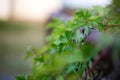 Plant on fence