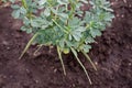 The plant is fenugreek shambala with leaves and long pods. Royalty Free Stock Photo