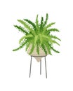 Plant Fern, potted houseplant nephrolepis. Home Interior decoration element