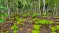 Plant ferns that thrive in tropical forests