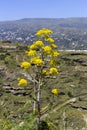 The plant Ferula communis close-up