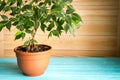 Plant ficus benjamina in a brown pot standing on wooden blue table in front of unpainted wall, natural rustic style