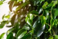 Plant ficus benjamina in a dark brown pot. Weeping fig, benjamin fig, ficus tree. Nature concept. Home gardening Royalty Free Stock Photo