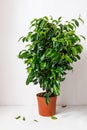 Plant ficus benjamina in a dark brown pot. Weeping fig, benjamin fig, ficus tree. Nature concept. Home gardening Royalty Free Stock Photo