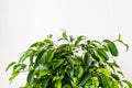 Plant ficus benjamina in a dark brown pot. Weeping fig, benjamin fig, ficus tree. Nature concept. Home gardening Royalty Free Stock Photo