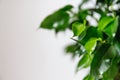 Plant ficus benjamina in a dark brown pot. Weeping fig, benjamin fig, ficus tree. Nature concept. Home gardening Royalty Free Stock Photo