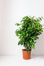 Plant ficus benjamina in a dark brown pot. Weeping fig, benjamin fig, ficus tree. Nature concept. Home gardening Royalty Free Stock Photo