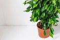 Plant ficus benjamina in a dark brown pot. Weeping fig, benjamin fig, ficus tree. Nature concept. Home gardening Royalty Free Stock Photo