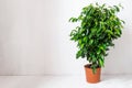 Plant ficus benjamina in a dark brown pot. Weeping fig, benjamin fig, ficus tree. Nature concept. Home gardening Royalty Free Stock Photo