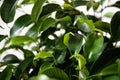 Plant ficus benjamina in a dark brown pot. Weeping fig, benjamin fig, ficus tree. Nature concept. Home gardening Royalty Free Stock Photo