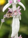 Stachis plant Woolly - Ovine ears - Chistets Byzantine