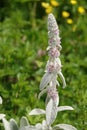 Stachis plant Woolly - Ovine ears - Chistets Byzantine