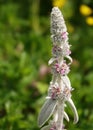 Stachis plant Woolly - Ovine ears - Chistets Byzantine