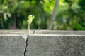 Plant floor up crack growing concept.