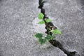 Plant floor up crack growing concept