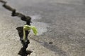 Plant floor up crack growing concept