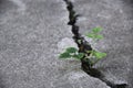 Plant floor up crack growing concept