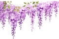 Plant floral background spring purple garden blooming blossom flowers nature violet blue wisteria Royalty Free Stock Photo