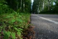 Plant flower asphalt border ecology Royalty Free Stock Photo