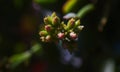 Plant flower buds Royalty Free Stock Photo