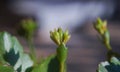 Plant flower buds Royalty Free Stock Photo