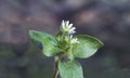 Plant flower buds Royalty Free Stock Photo