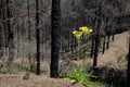 Plant in flower in a burned forest. Royalty Free Stock Photo