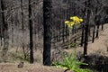 Plant in flower in a burned forest. Royalty Free Stock Photo