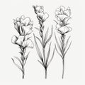 Minimalistic Black And White Flower Illustrations: Sketchfab Style Royalty Free Stock Photo