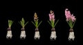 Plant with flower growing stages isolated