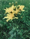 Plant flower Hieracium Canadense photo