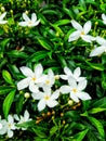 plant flower jasmine background nature