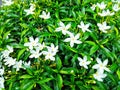 plant flower jasmine background nature