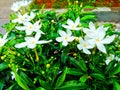 plant flower jasmine background nature