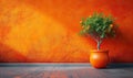 Plant in a flower pot against an orange wall. Royalty Free Stock Photo