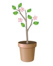 Plant in a flower pot. Blooming small tree in a ceramic flower pot. Sapling with leaves and flowers for transplanting in the sprin