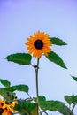 Plant of a flower of a sunflower with orange leaves and a black Royalty Free Stock Photo