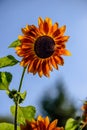 Plant of a flower of a sunflower with orange leaves and a black Royalty Free Stock Photo