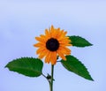 Plant of a flower of a sunflower with orange leaves and a black Royalty Free Stock Photo