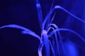 Plant Flower Tree with luminescent luminescence neon blue light