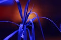 Plant Flower Tree with luminescent luminescence neon blue light Royalty Free Stock Photo