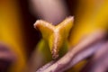 Plant flower tulip stamen reproduction gender multiply pollum seed