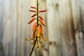 Plant flowering and blossoming during spring morning season