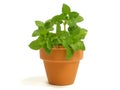 Plant in flowerpot Royalty Free Stock Photo