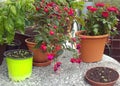 Plant and flowers on the balcony table